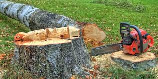 Best Storm Damage Tree Cleanup  in Galena Park, TX