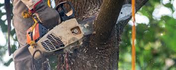 Best Tree Removal  in Galena Park, TX