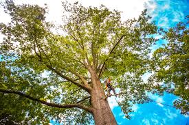 Best Tree Removal  in Galena Park, TX