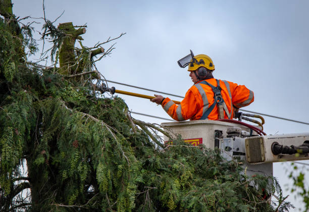 How Our Tree Care Process Works  in  Galena Park, TX