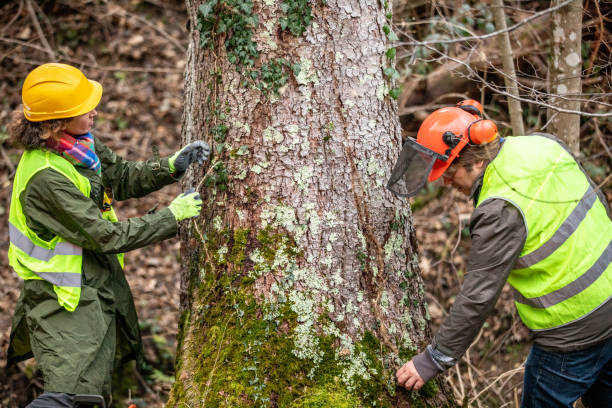 Professional Tree Care in Galena Park, TX