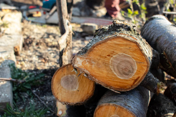 Best Commercial Tree Services  in Galena Park, TX