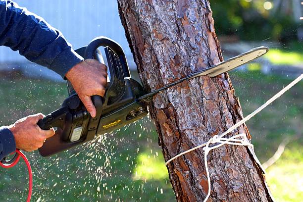 Reliable Galena Park, TX Tree Care Solutions