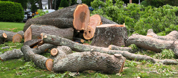 Best Landscape Design and Installation  in Galena Park, TX