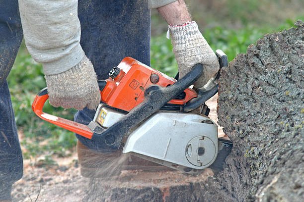  Galena Park, TX Tree Care Pros