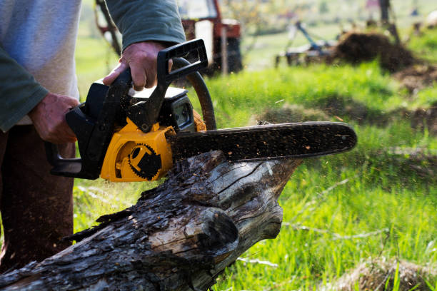 Tree and Shrub Care in Galena Park, TX